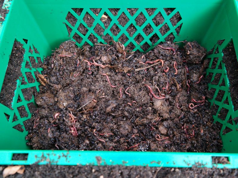 Wurmbox mit Kompostwürmern und Startfutter